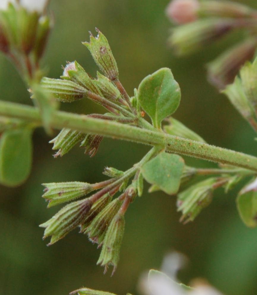 Lamiacea - Calamintha nepeta